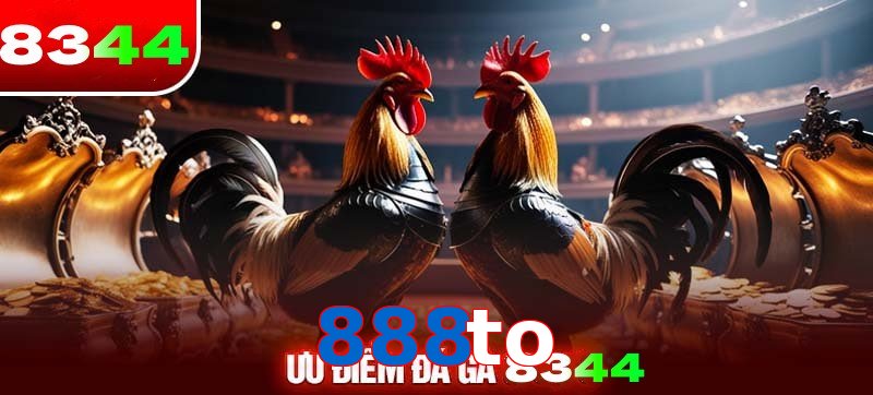 Thể loại đá gà 888to được ưa chuộng 